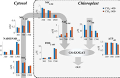 全球大氣CO2 濃度升高抑制C3植物光合氮同化的潛